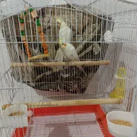 جفت عروس هلندی باقفس ولوازم|پرنده|دالخانی, |دیوار