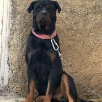 روتوایلر نر آماده کشش|سگ|صحنه, |دیوار