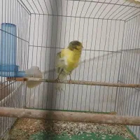 قناری رسمی فر|پرنده|تبریز, |دیوار