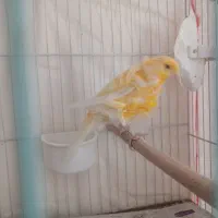 جفت قناری فری|پرنده|مشهد, شهرک مهرگان|دیوار