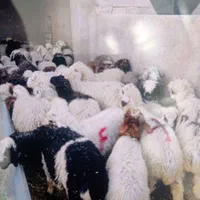 گوسفند زنده|حیوانات مزرعه|کرمان, |دیوار