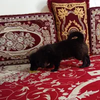 پامر خرسی|سگ|سنندج, |دیوار