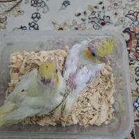 جوجه عروس هلندی