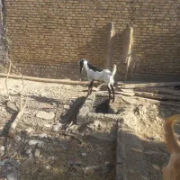 بز پاکستانی بره بزغاله پاکستانی