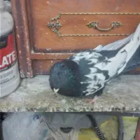 کبوتر