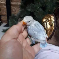 جوجه طوطی برزیلی رنگهای زیبا|پرنده|اهواز, گلستان|دیوار