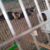 طوطی برزیلی کم یاب بلک مشکی