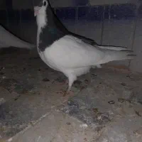 جوانه خال مگسی|پرنده|تربت جام, جامی|دیوار