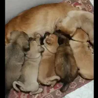 پامرروباهی جهت جفت گیری