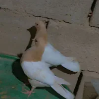 کبوتر|پرنده|بیرجند, |دیوار