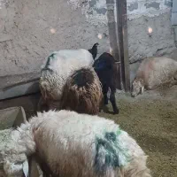 گوسفنده زنده یافت اباد|حیوانات مزرعه|تهران, شهید رجایی|دیوار