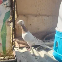 کبوتر کرم پلاکی نر|پرنده|شیراز, شاپورجان|دیوار