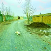 زمین های سند دار شاهنامه گوارشک حسن آباد نقدقسط|فروش زمین و ملک کلنگی|مشهد, جاهد شهر|دیوار