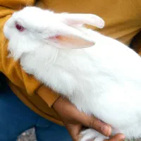 خرگوش|موش و خرگوش|سنگر, |دیوار
