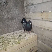 سینه سیاه|پرنده|شیراز, فرودگاه شهید دستغیب شیراز|دیوار