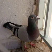 سبز آلمانی مست درشت|پرنده|قرچک, شهرک مهستان|دیوار