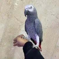 ام شاه عجوبه ایران‌و امبروان۷۰۰کلام‌جمله گو شعرخان