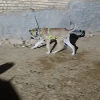 سگ پژدر سرابی