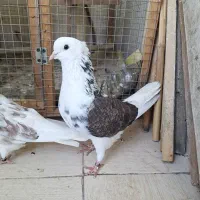 کبوتر جفت خاص|پرنده|رشت, کوی مهر|دیوار