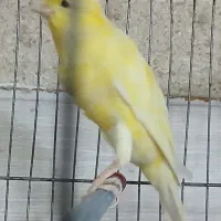 قناری سوپر مست