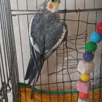 عروس هلندی نر