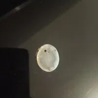 ساخت انواع گردن بند دست بند از جنس سنگ|جواهرات|آستانه اشرفیه, |دیوار