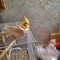 عروس هلندی نر