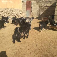 چپیش نر|حیوانات مزرعه|دره شهر, |دیوار