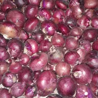 پیاز قرمز امسالی