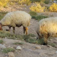 گوسفند