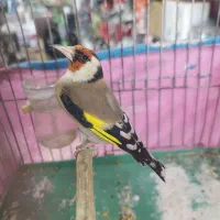 فروش. سهره. وسهره قناری|پرنده|همدان, |دیوار