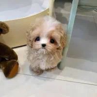 سگ تربیت شده|سگ|شهرکرد, |دیوار