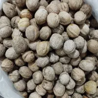 گردو تازه ومحلی،مجک بادام کوهی