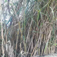 نی تازه ویلا باغ خانه|عمدهفروشی|ماسال, |دیوار