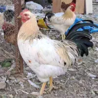 فروش خروس گلپایگانی برهما و سلطان