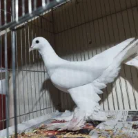 یک جفت قرمز گوز و تعدادی آغ پارپارلی|پرنده|تبریز, |دیوار