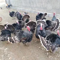 بوقلمون آماده برای شب یلدا|حیوانات مزرعه|دیواندره, |دیوار