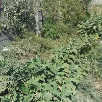 باغچه 500مترچهار دیواری همراه با بنا واستخر|فروش خانه و ویلا|رباط‌کریم, حکیم آباد|دیوار