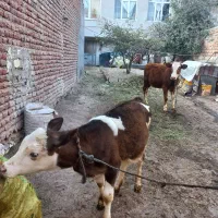 باسلام دوتا گوساله جوفتی ۹۰میلیون|حیوانات مزرعه|اردبیل, |دیوار