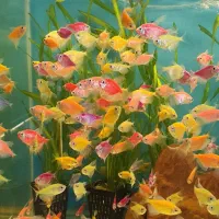 کالر رنگی زبرا رنگی قیمت مناسب