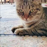 گربه خانگی|گربه|مرند, |دیوار