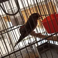 سهره قناری نر