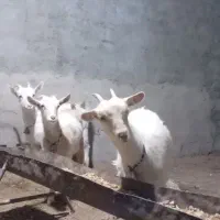 سه راس بزغاله ماده سانن اصیل ازمادران پرشیر|حیوانات مزرعه|تایباد, |دیوار