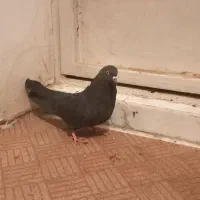 کبوتر اصفهانی|پرنده|برخوار, |دیوار