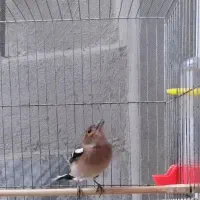 سهره نر دهن زن