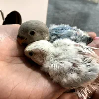 جوجه طوطی کوتوله سرلاکی نژاد اوپال|پرنده|رفسنجان, |دیوار