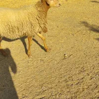 قوچ|حیوانات مزرعه|خرمآباد, |دیوار