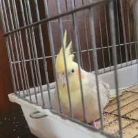 عروس هلندی