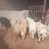 بره نر    تکی و جمله    شوش دانیال|حیوانات مزرعه|شوش, |دیوار