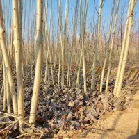 نهال صنوبر مقاوم رشد سریع و ماندگاری طولانی